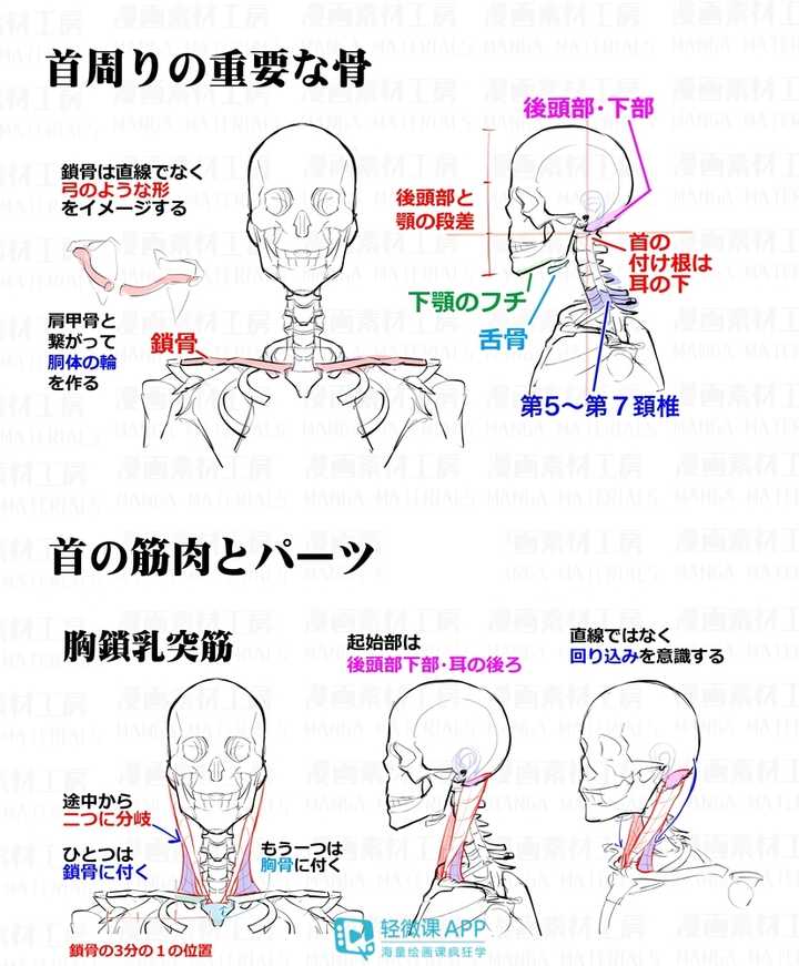 如何画好头颈肩的关系?