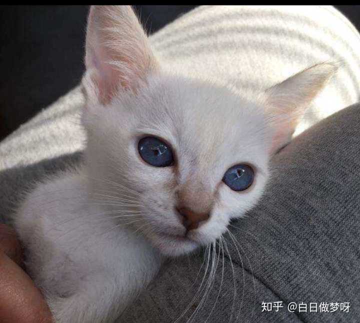 一只白色暹罗猫能卖多少钱?