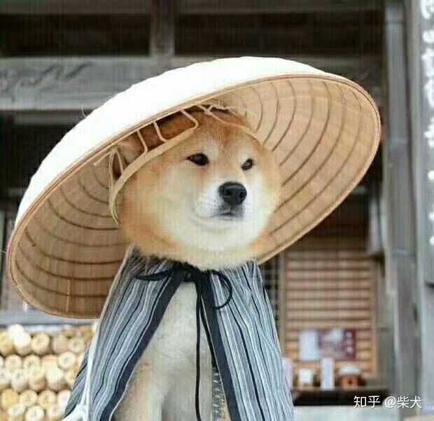 有没有一些柴犬或二哈超可爱的壁纸或头像?