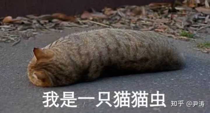 我是一只猫猫虫 02.