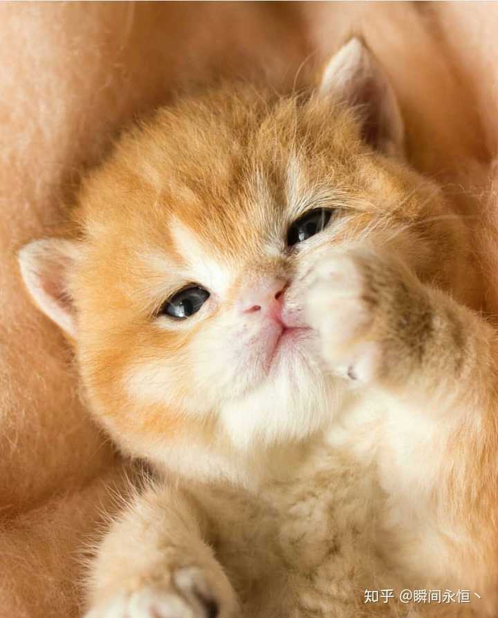 有没有比较可爱又有点搞笑的动物头像?最好是猫?