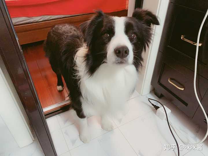 边牧和金毛养哪个更好?