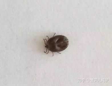这才是蜱虫