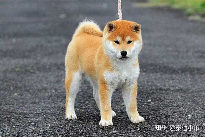 日本柴犬