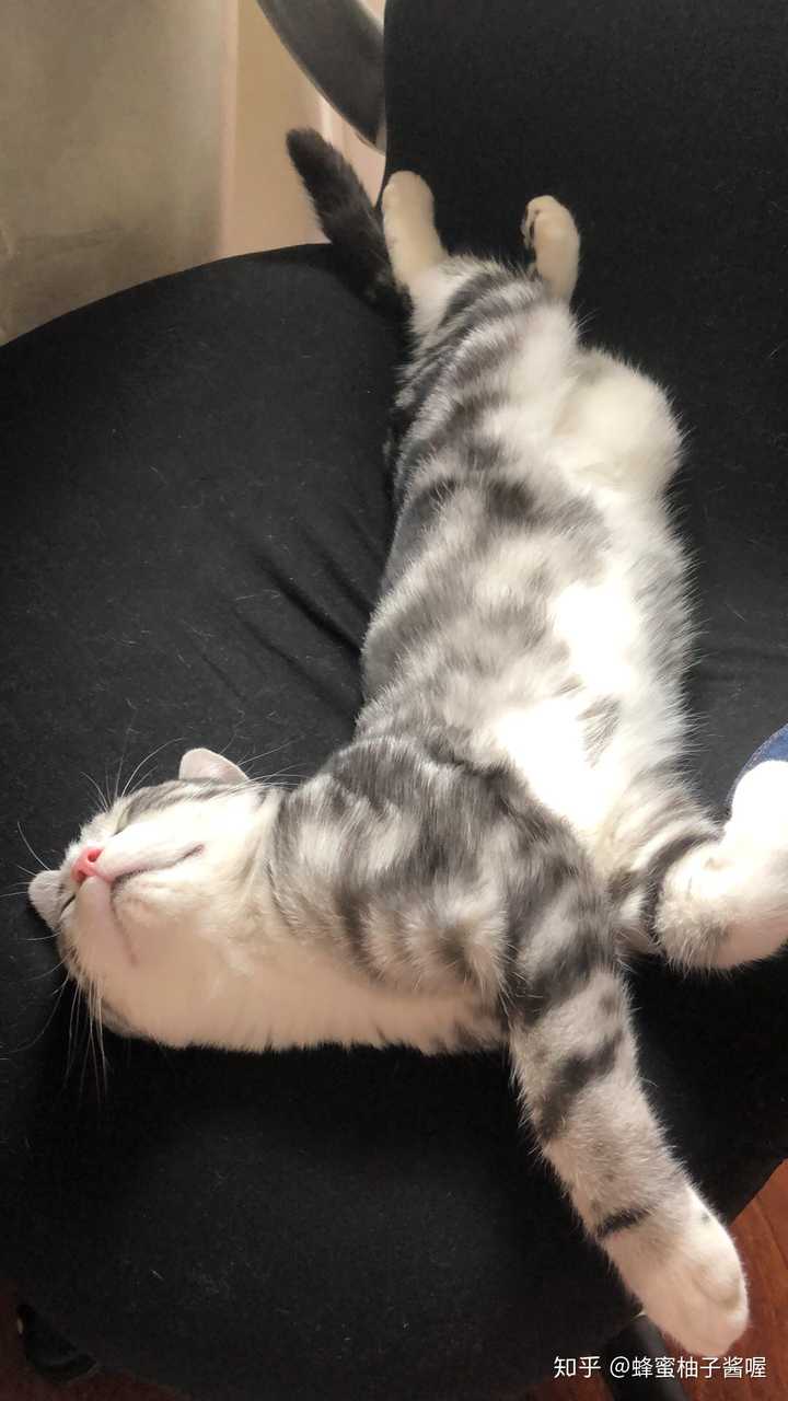 你家猫的睡觉姿势有多么奇葩?