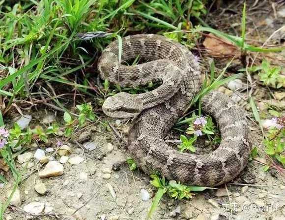 其中以辽宁省大连附近海域的蛇岛最为著名,全岛有大大小小蝮蛇数万条.