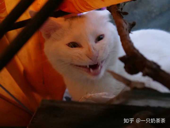 养土猫会遭人嫌弃吗?