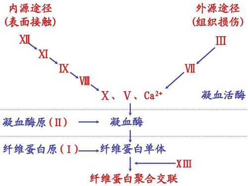 外源性凝血途径:外源性凝血途径是指,凝血过程是被损伤的血管外组织