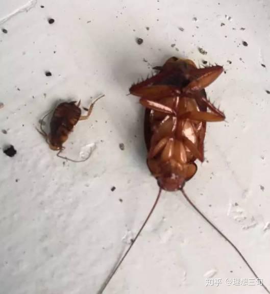 在浙江工作 怎么解决蟑螂多的问题 减少也行 实在太吓人了 好大!