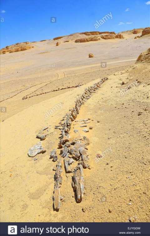这是鲸落——撒哈拉沙漠的一具龙王鲸化石,而这里是远古时代的海底