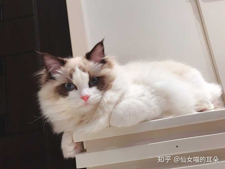 为什么布偶猫值得饲养?