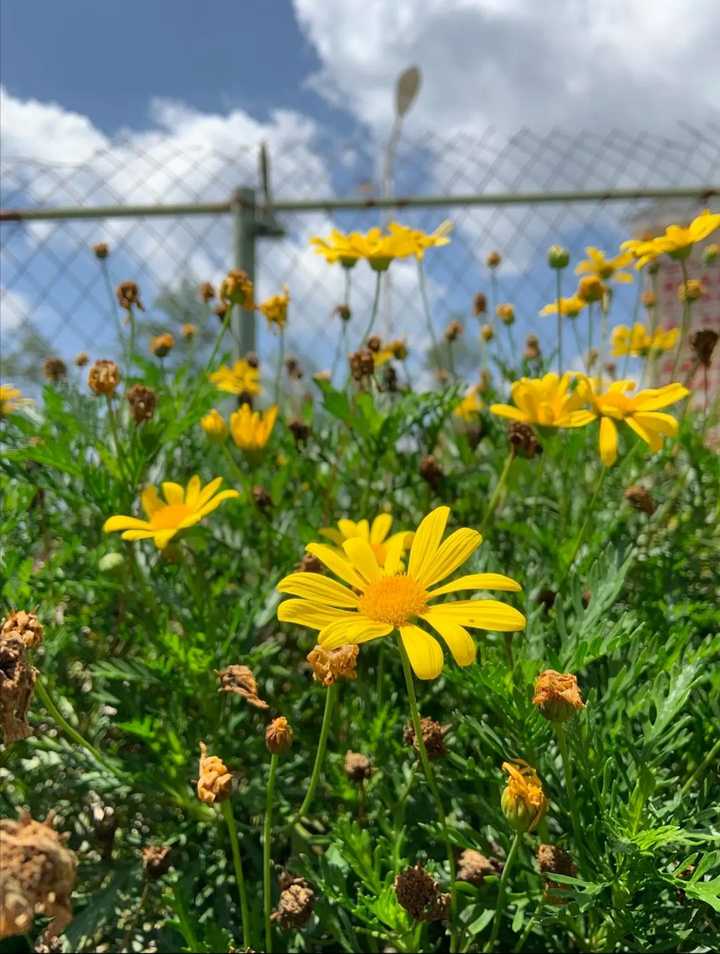 有什么好看的花的微信背景图?