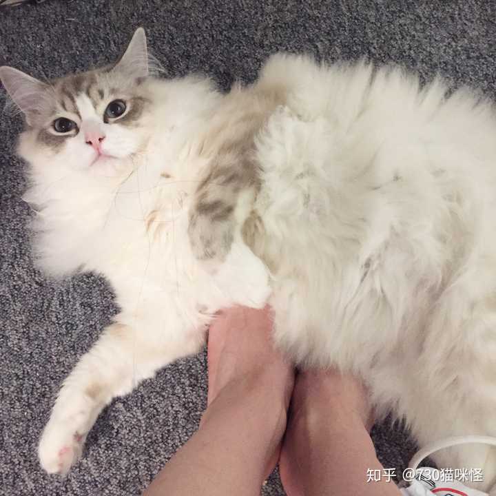 布偶猫真的有尴尬期嘛?