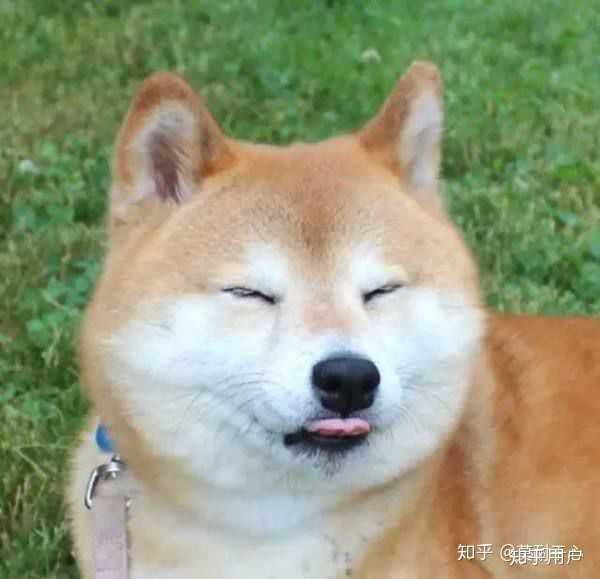 你们有哪些可爱的狗狗表情包吗?