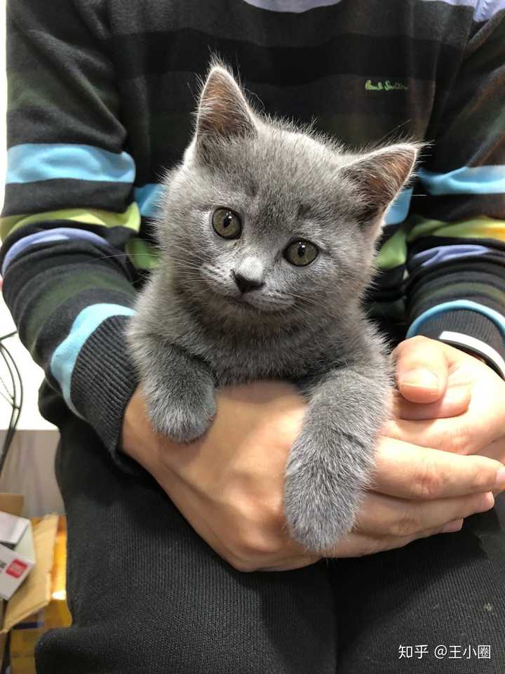 求各位鉴别我家这只蓝猫是英短还是俄蓝?