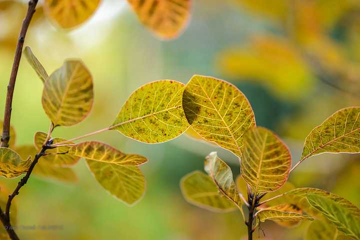 秋季有哪些美丽的变色落叶树?
