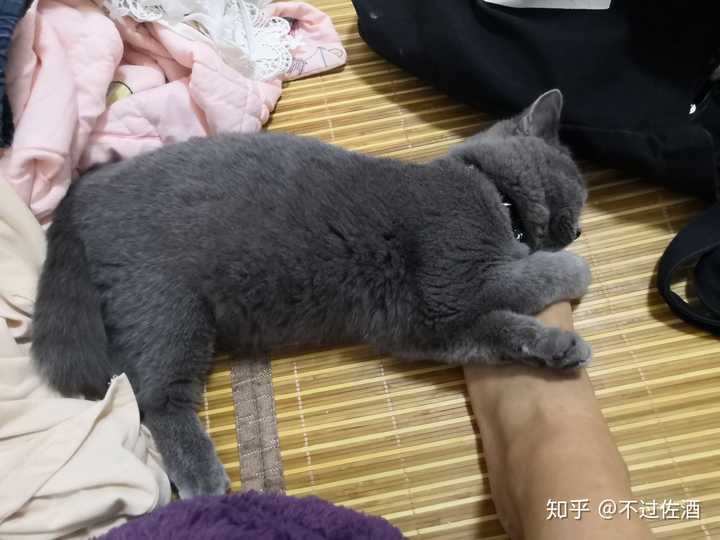 蓝猫的颜值可以有多高