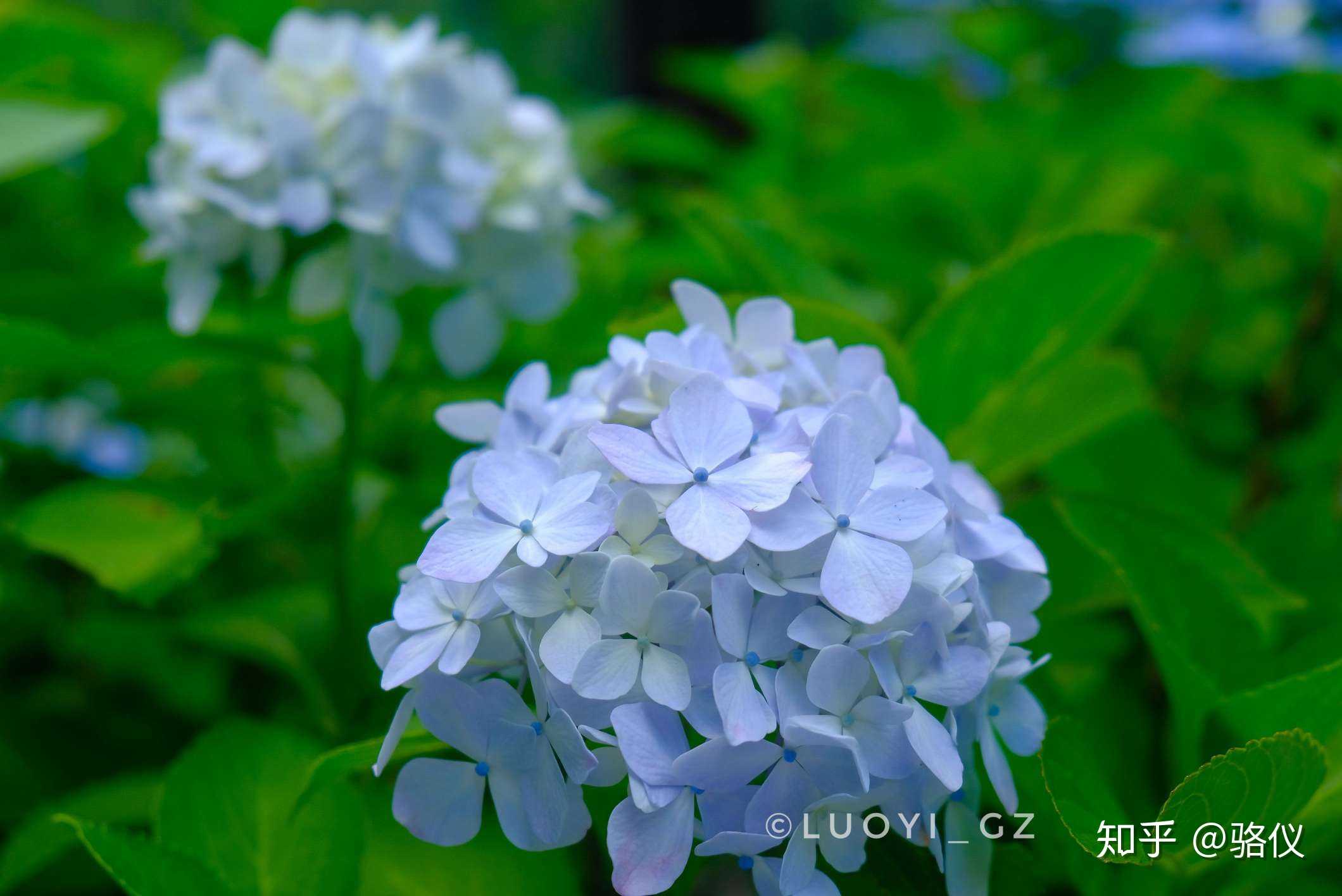 日本夏天的颜色就是紫阳花了