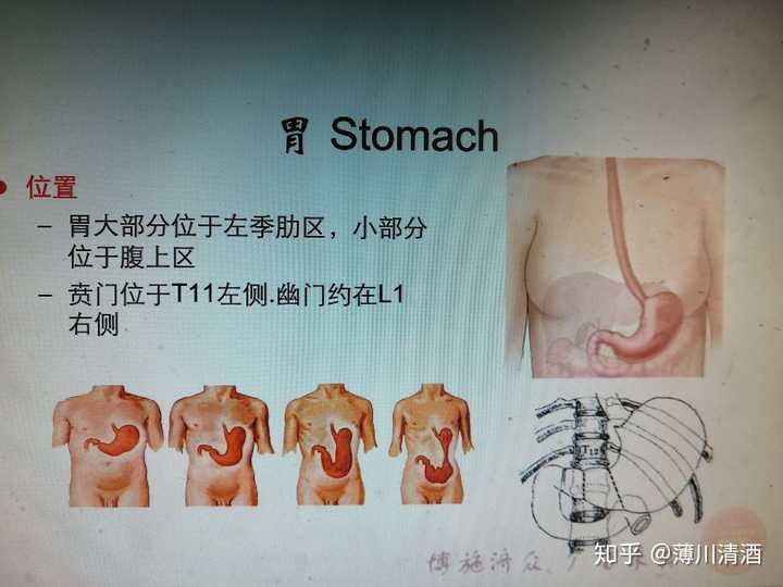 我们的胃也有不同的形态,不同人的胃位置也不一样.