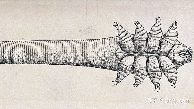 第二个我们来聊聊影响人们最讨厌的生物之一, 蠕形螨.