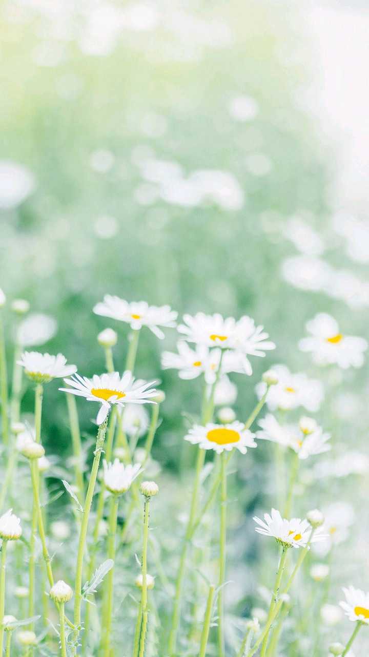 有什么好看的花的微信背景图?