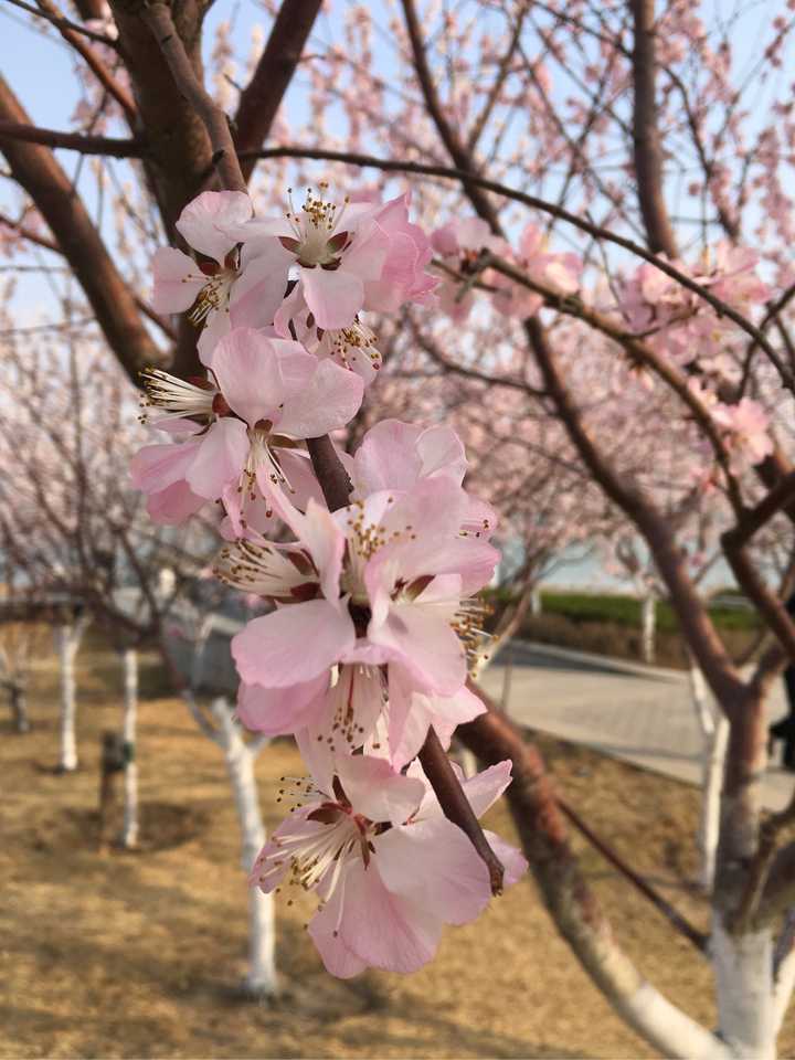 如何区别桃花杏花李花樱花梨花和梅花