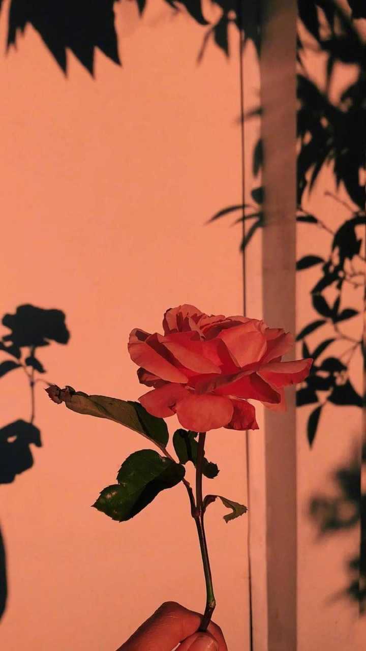 有没有好看的玫瑰花壁纸?