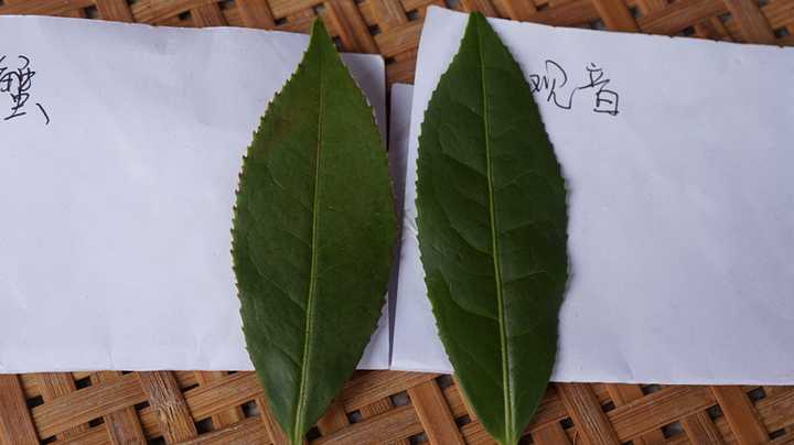 铁观音跟本山毛蟹黄金桂怎么分辨?