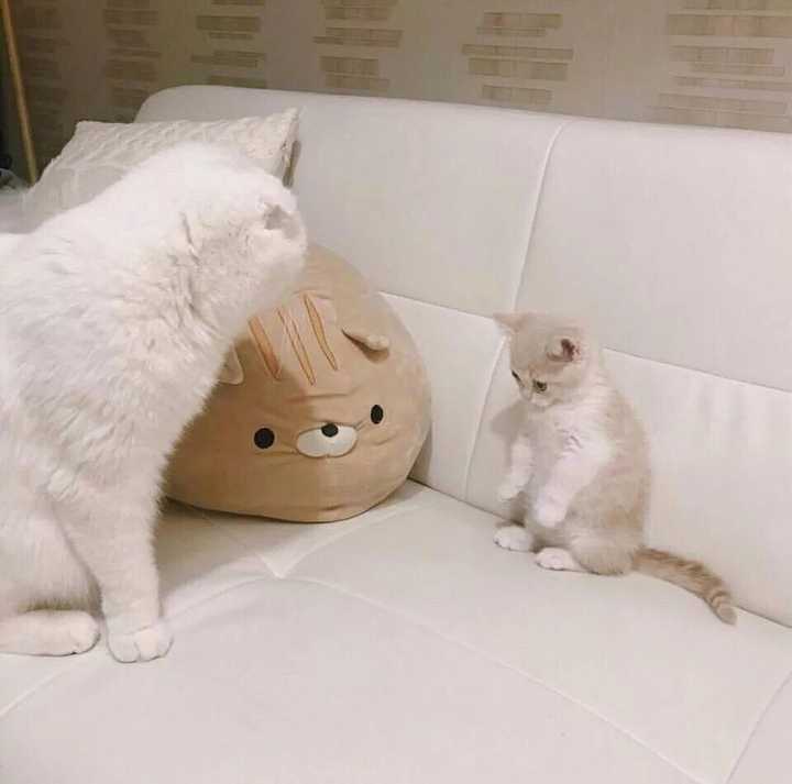 有没有傻傻的头像?