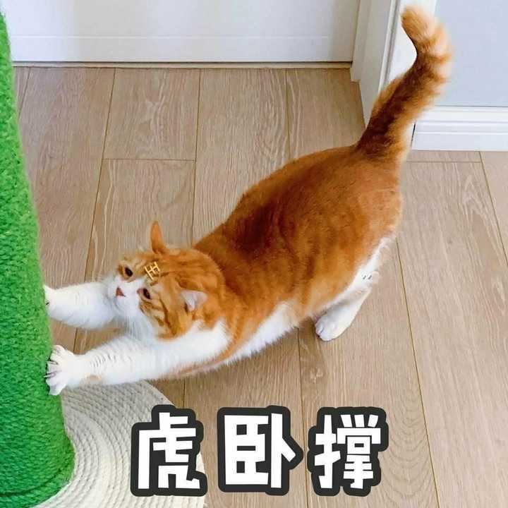 大家有没有这只橘猫的表情包?