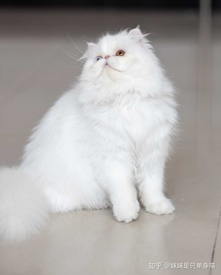 这是一只掉线的异国长毛猫 抖音上的吧很可爱 脸修了所以看起来很大