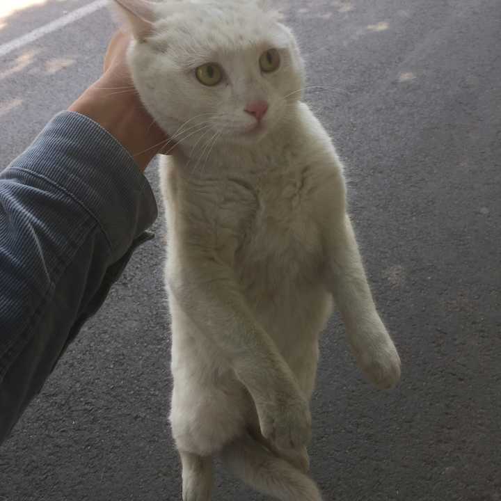 一只猫能无耻到什么地步?