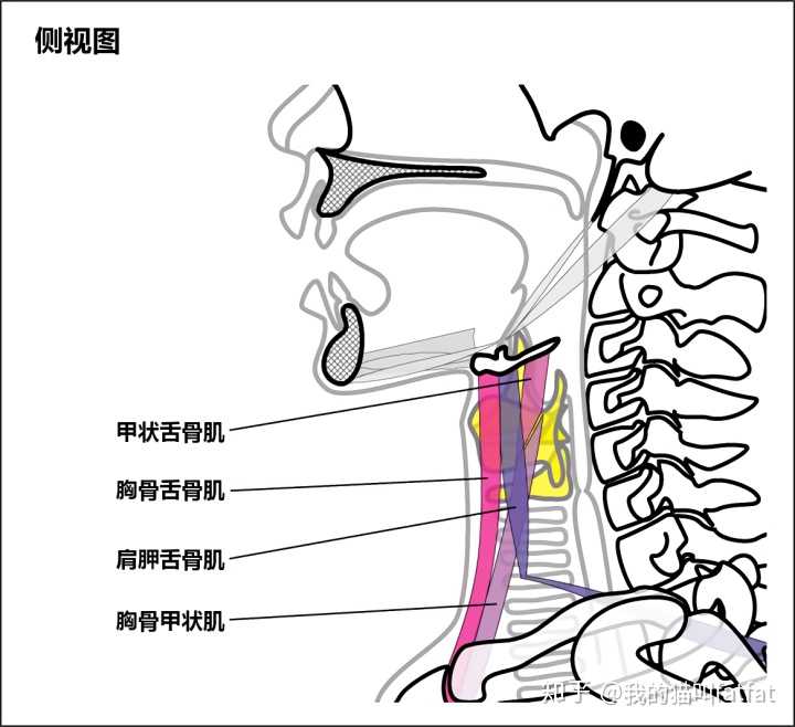 颈前肌