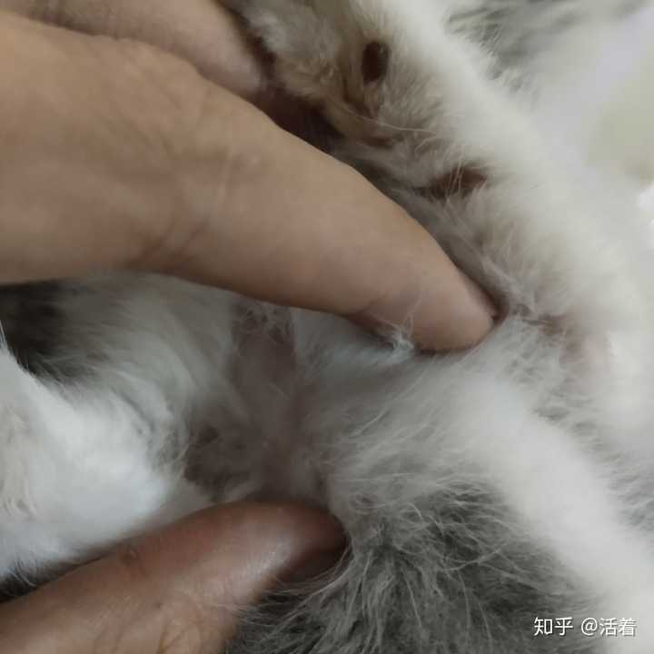 猫一大块一大块的掉毛怎么办?