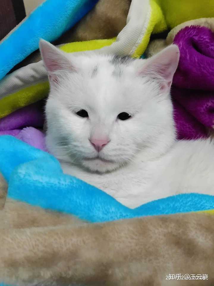 养一只很丑(无血统)的布偶猫是种什么样的体验?