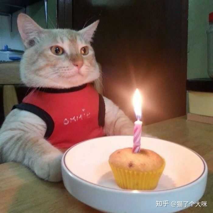 最好是猫?