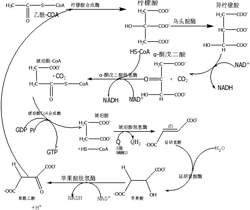 长链脂肪酸的β氧化是在肝脏线粒体脂肪酸氧化酶系作用下进行的.