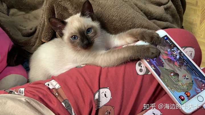 新手养猫想养暹罗猫应该注意什么