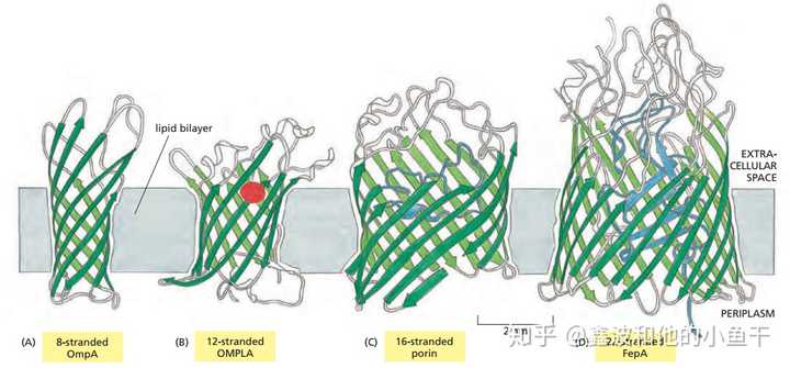 多次跨膜蛋白,为什么要跨膜很多次呢,有什么意义么?