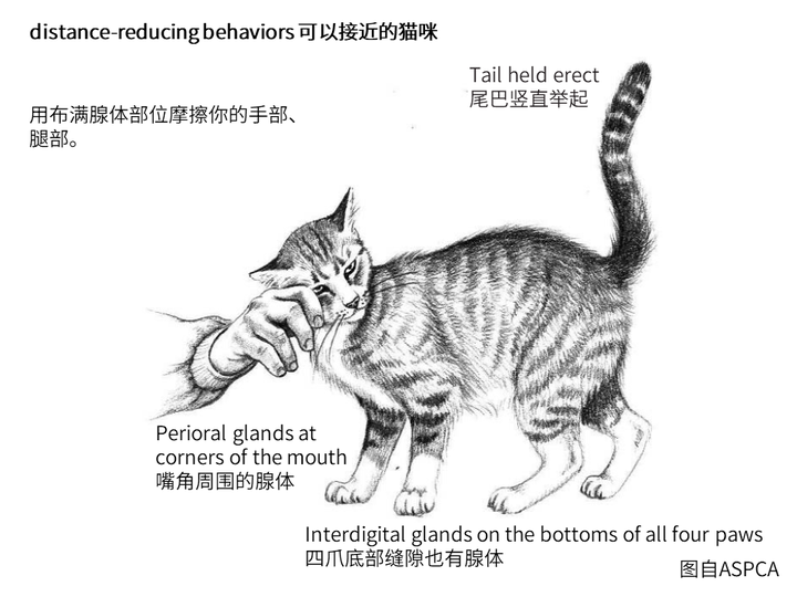 猫有哪些比较常见的肢体语言?