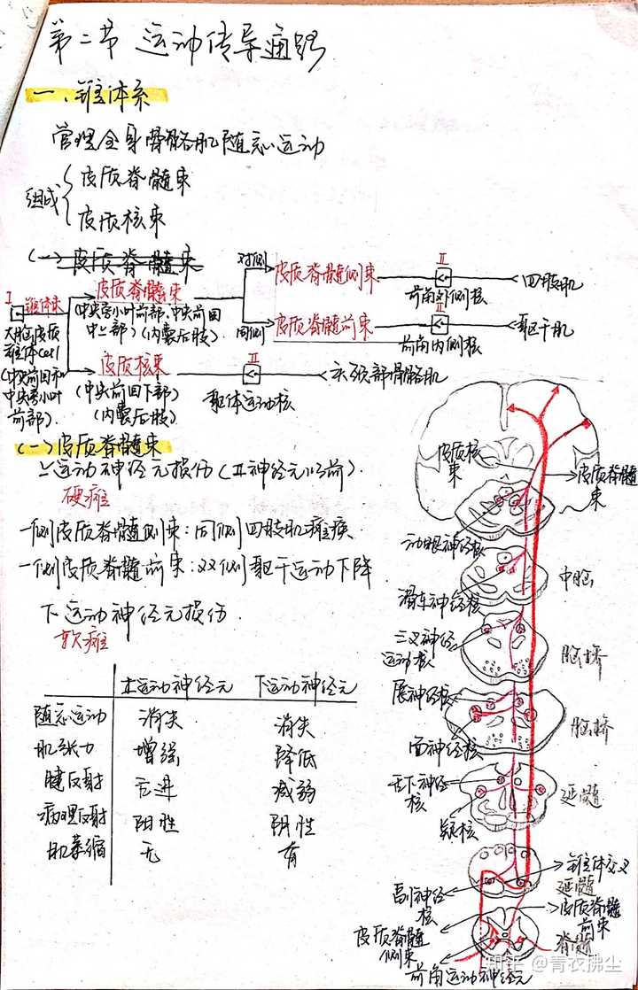 大一医学新生如何学人体解剖学?