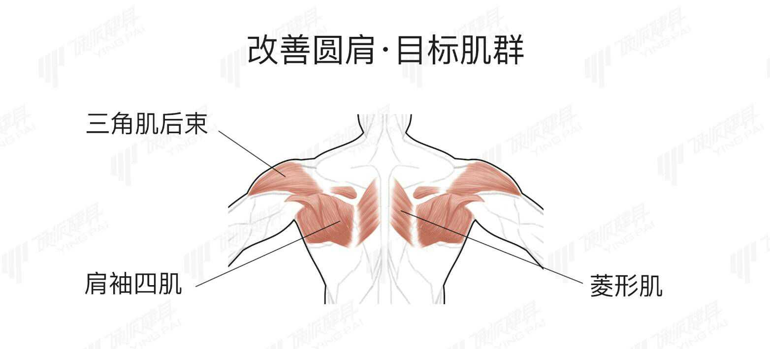 三角肌后束:是肩部肌肉的一部分.主要两个训练动作.