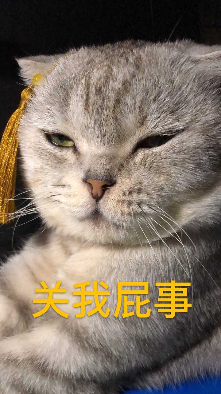 养猫之后会慢慢讨厌猫吗?