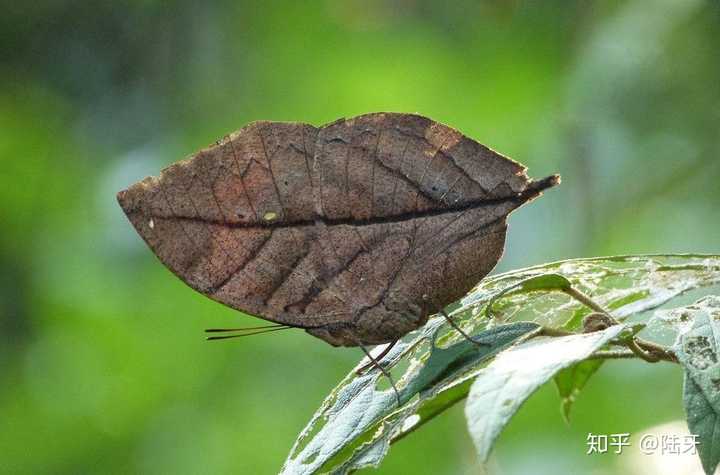 枯叶蛱蝶(kallima inachus:著名拟态选手