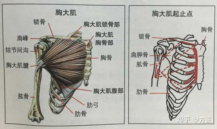 练胸肌的时候,手臂力量经常跟不上怎么办?