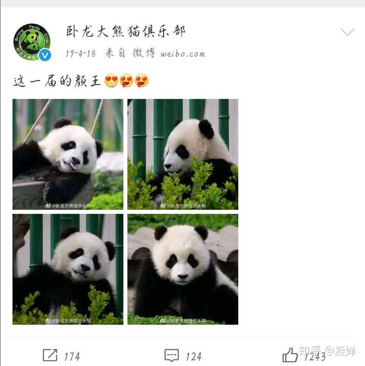 大熊猫皓月是不是颜值最高的熊猫