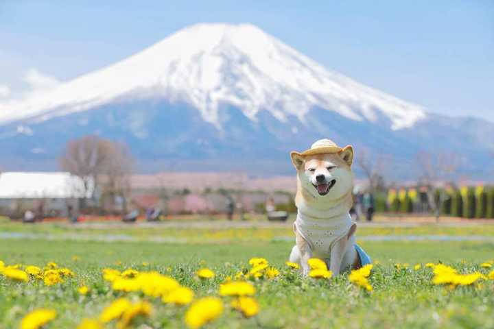 有没有一些柴犬或二哈超可爱的壁纸或头像?