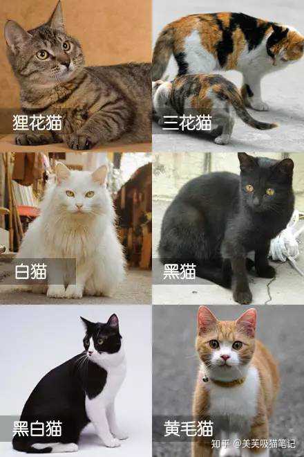 常见的有狸花猫,三花猫,白猫,黑猫,黑白花猫,黄猫等,虽然中华田园猫有