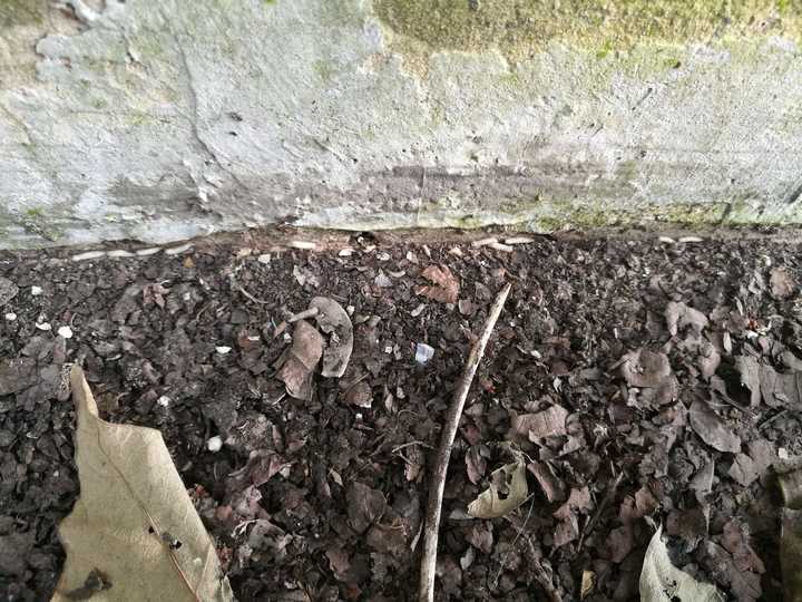 动物腐烂,蛆虫吃完腐肉后,蛆去哪了?