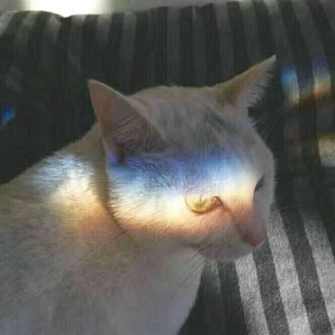 求一个暖 有猫 阳光的男头像 谢谢啦 ?
